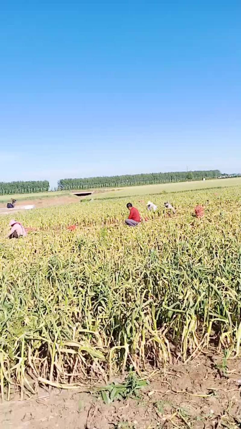 河南省漯河市临颍县大蒜大量上市