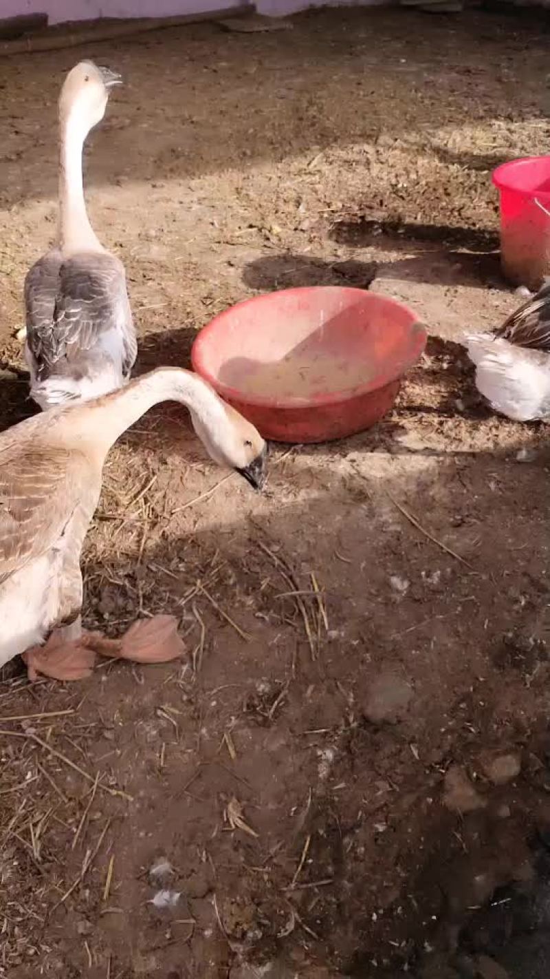我场常年出售狮头鹅，一件也是批发价