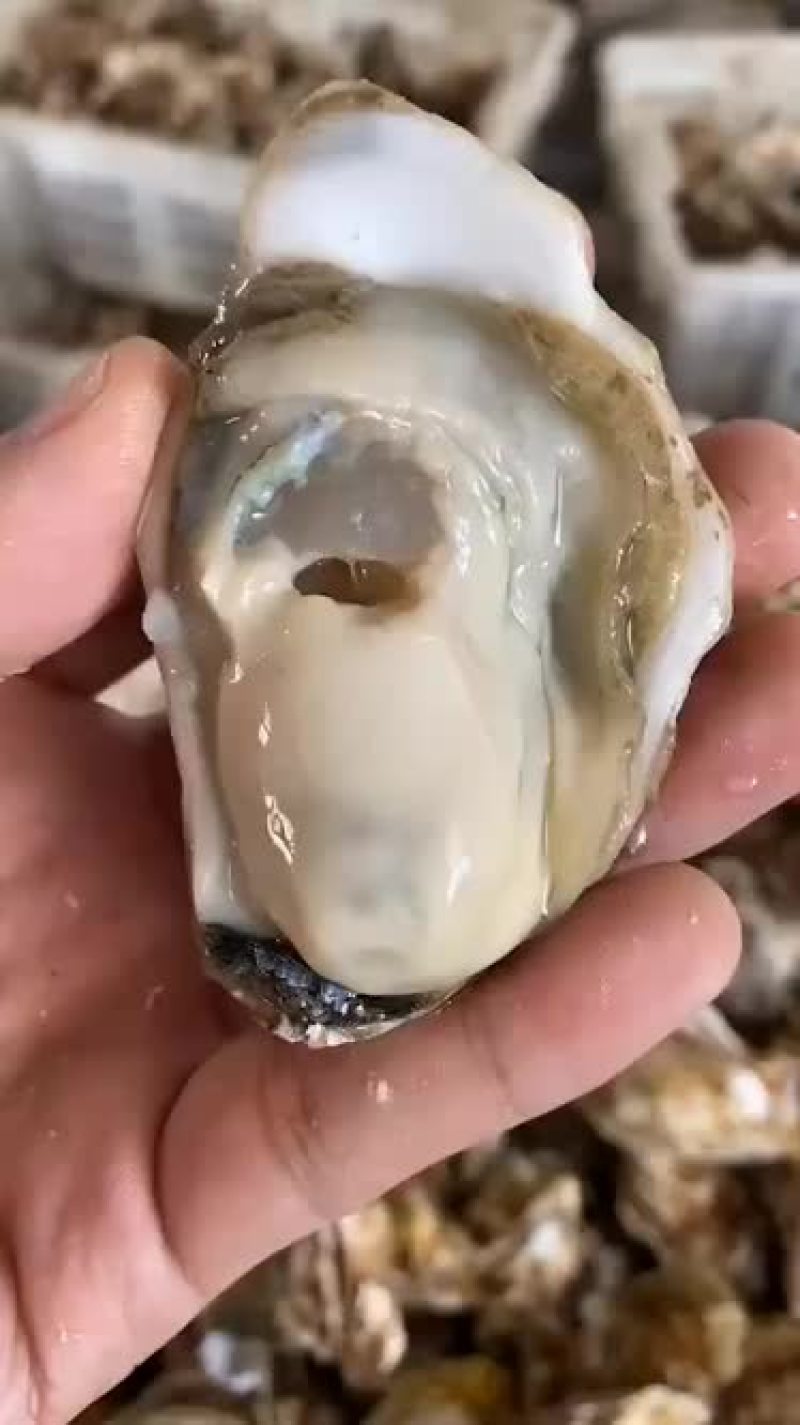 三倍体生蚝批发鲜活牡蛎海蛎子