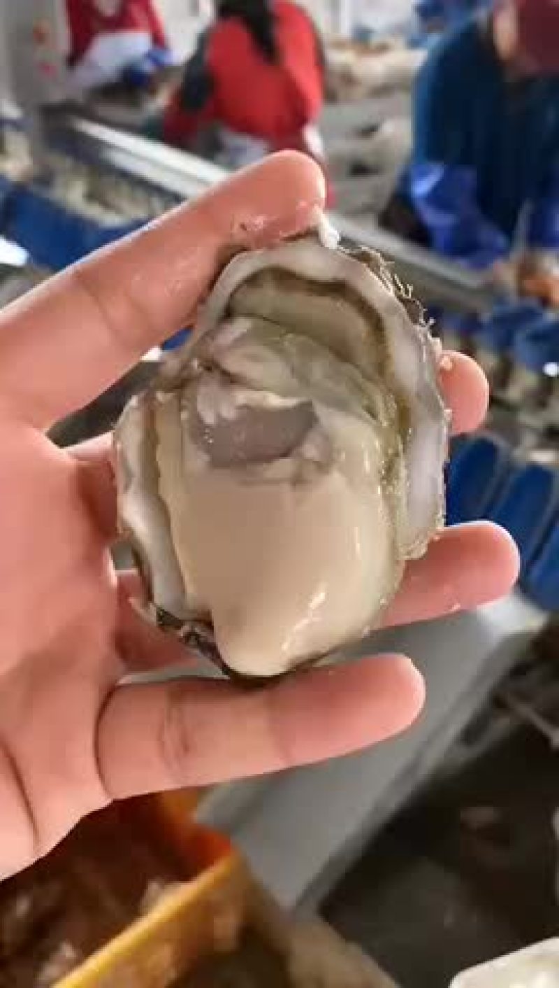 三倍体生蚝批发鲜活牡蛎海蛎子