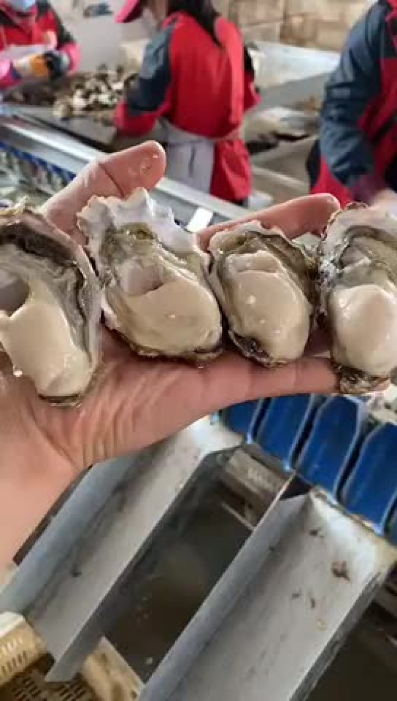 三倍体生蚝批发鲜活牡蛎海蛎子