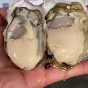 三倍体生蚝批发鲜活牡蛎海蛎子