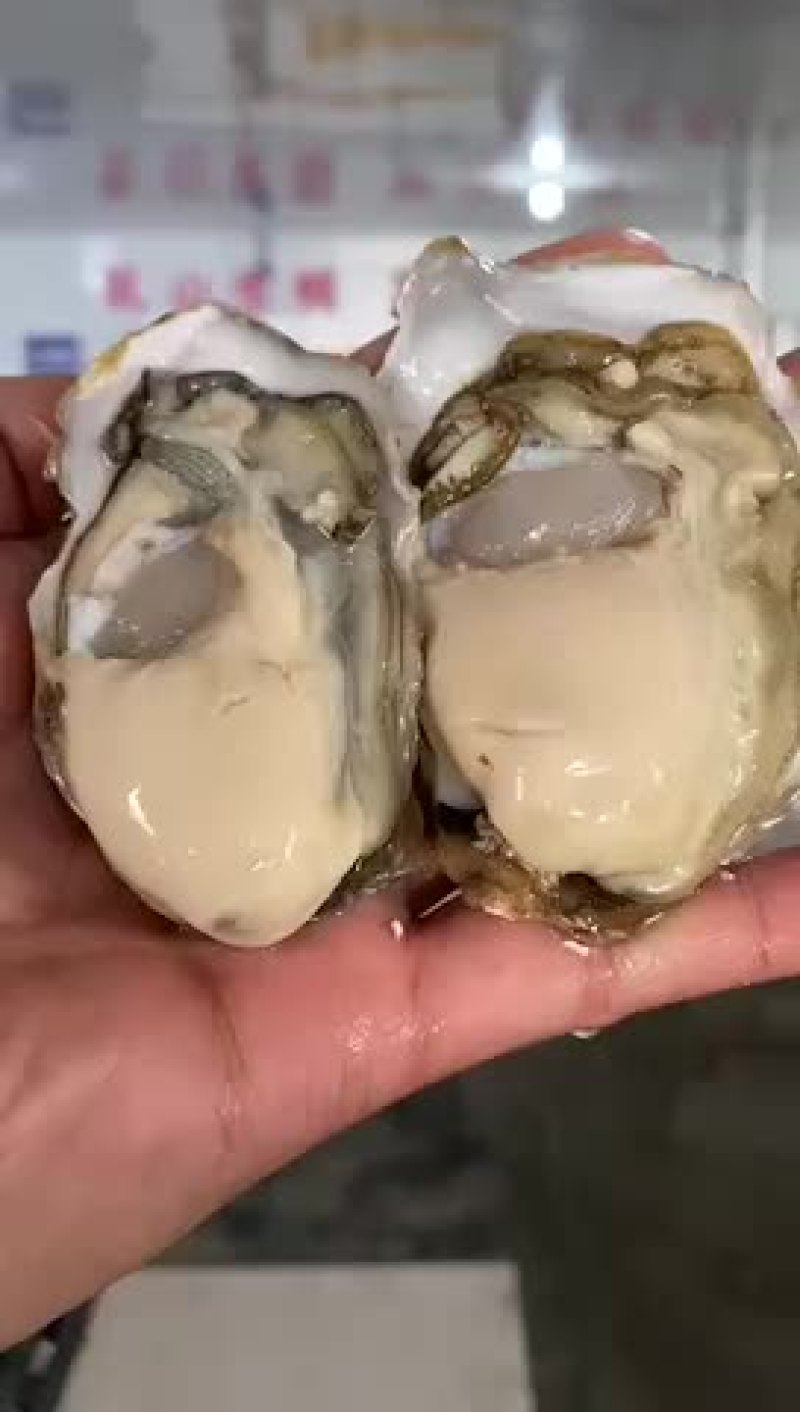 三倍体生蚝批发鲜活牡蛎海蛎子