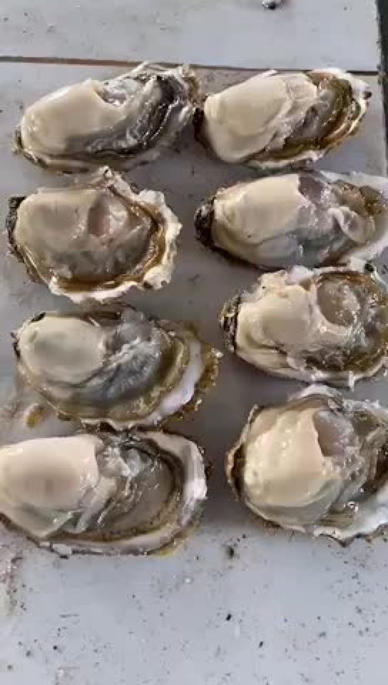三倍体生蚝批发鲜活牡蛎海蛎子