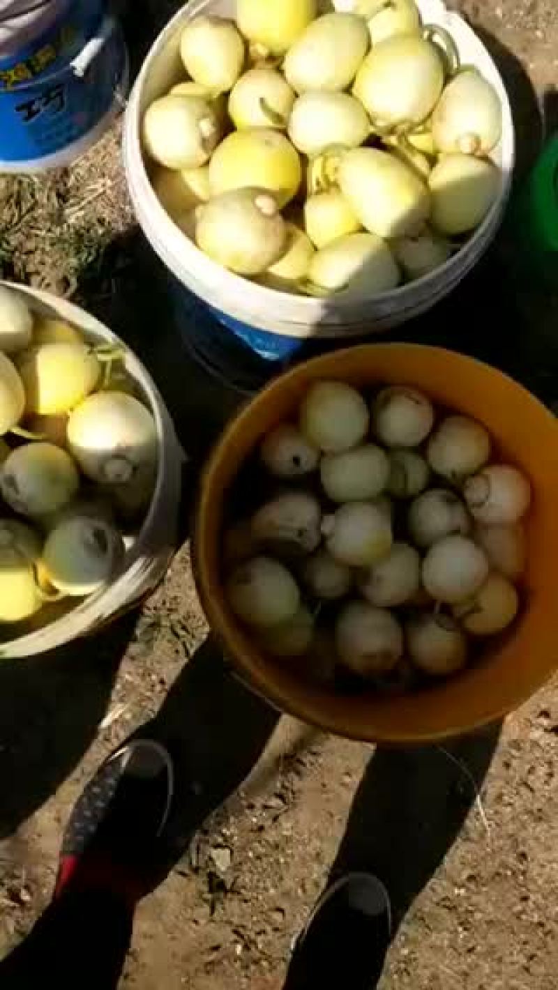 辽宁正宗香瓜