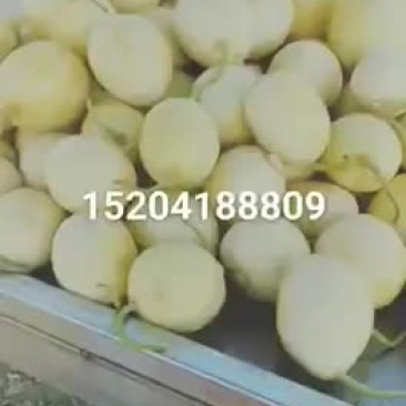 辽宁正宗香瓜