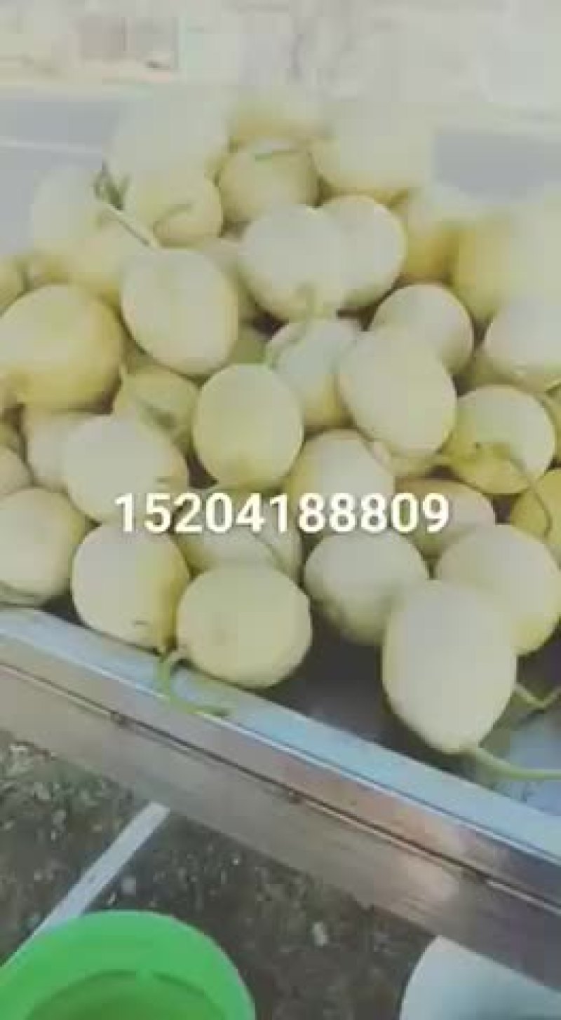 辽宁正宗香瓜