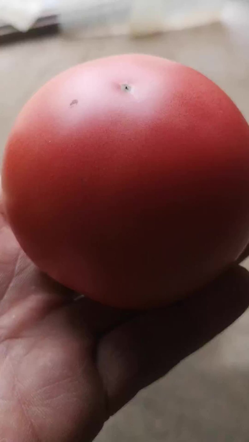 硬粉西红柿，质量好，货源充足，产地直销！欢迎采购！