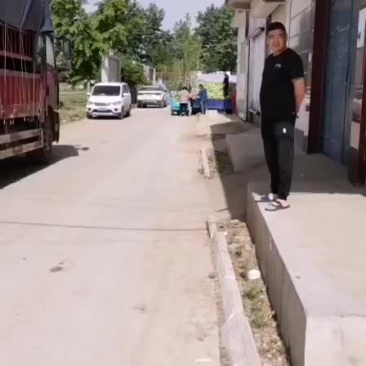 紫洋葱