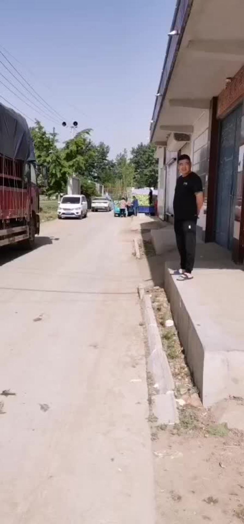 紫洋葱