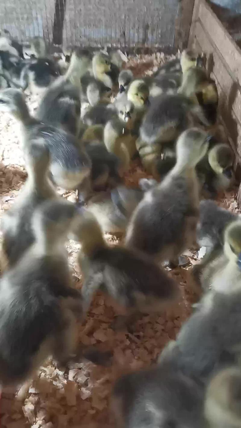 狮头鹅