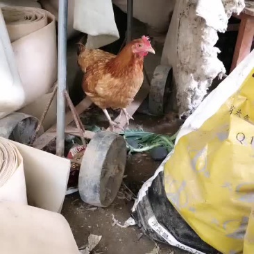 土鸡