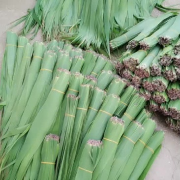 潮河湾粽叶