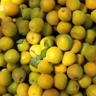 夏县水果