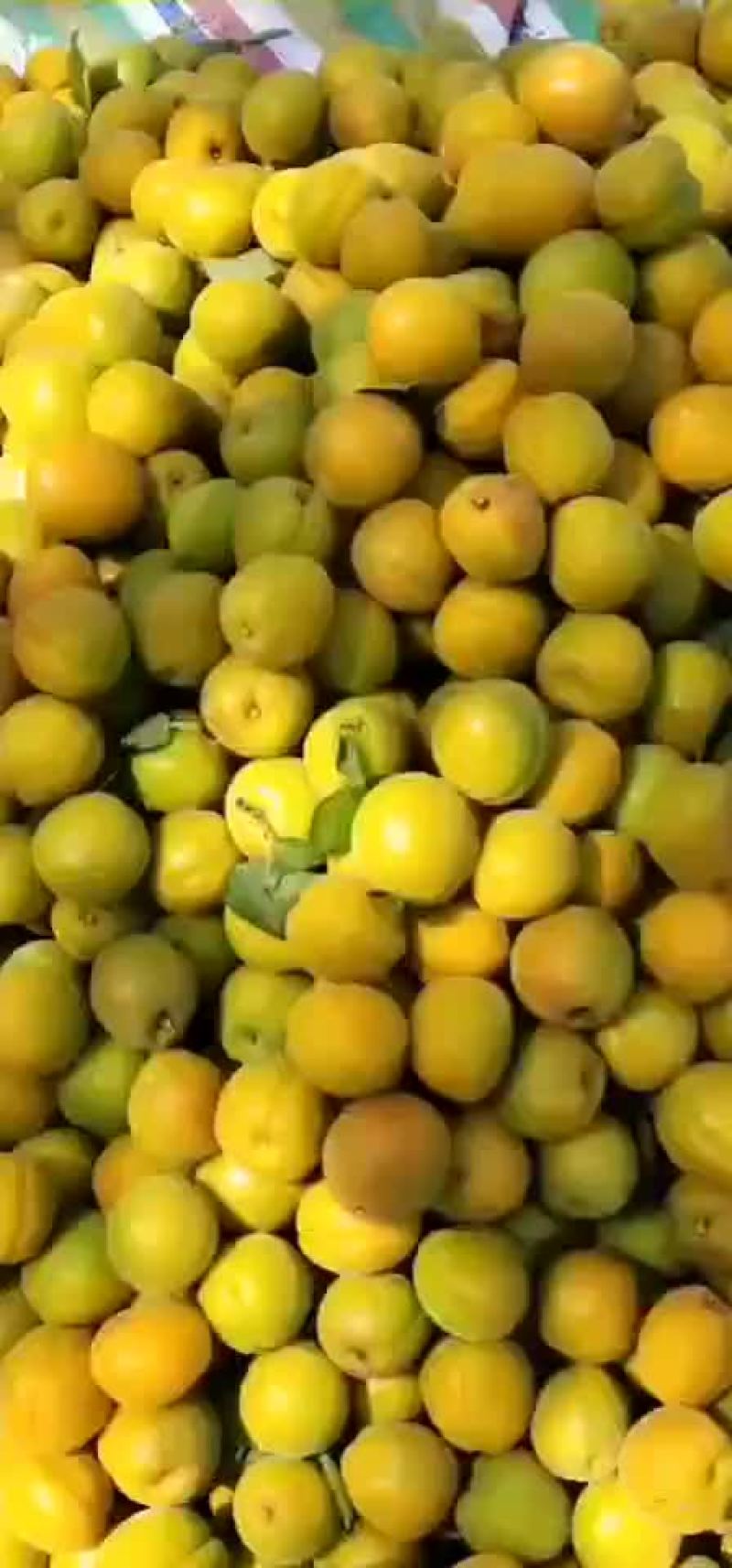 夏县水果