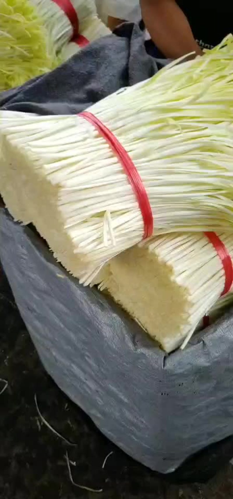 小伍韭王韭菜批发