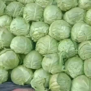 甘蓝