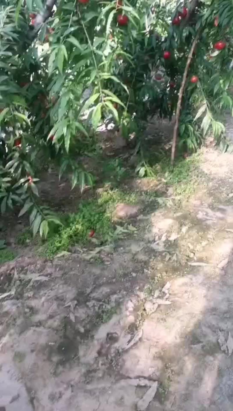 中油四号