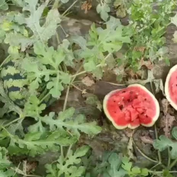 西瓜