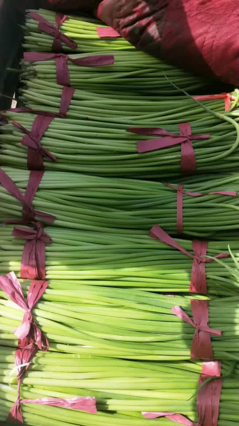 蒜薹
