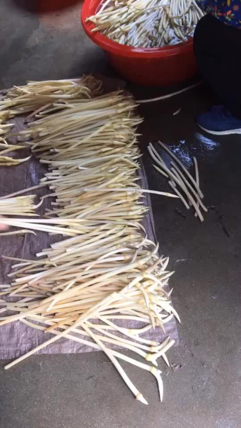 藕带独头已经上市现货少，提前预定