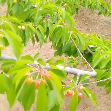 天水樱桃