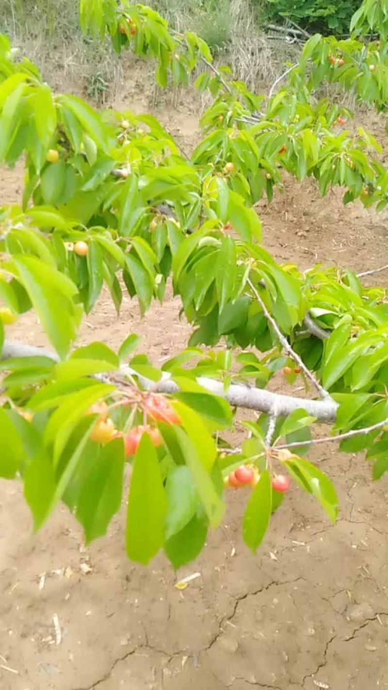 天水樱桃