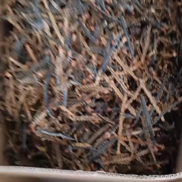 蜈蚣皮