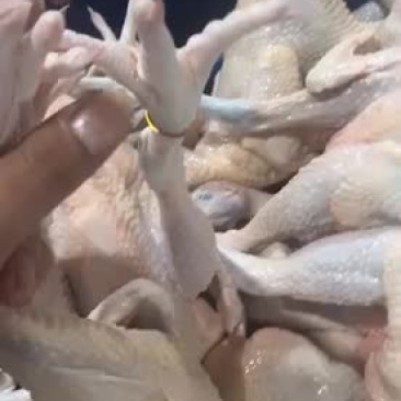 三黄鸡