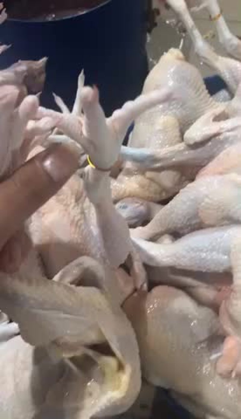 三黄鸡