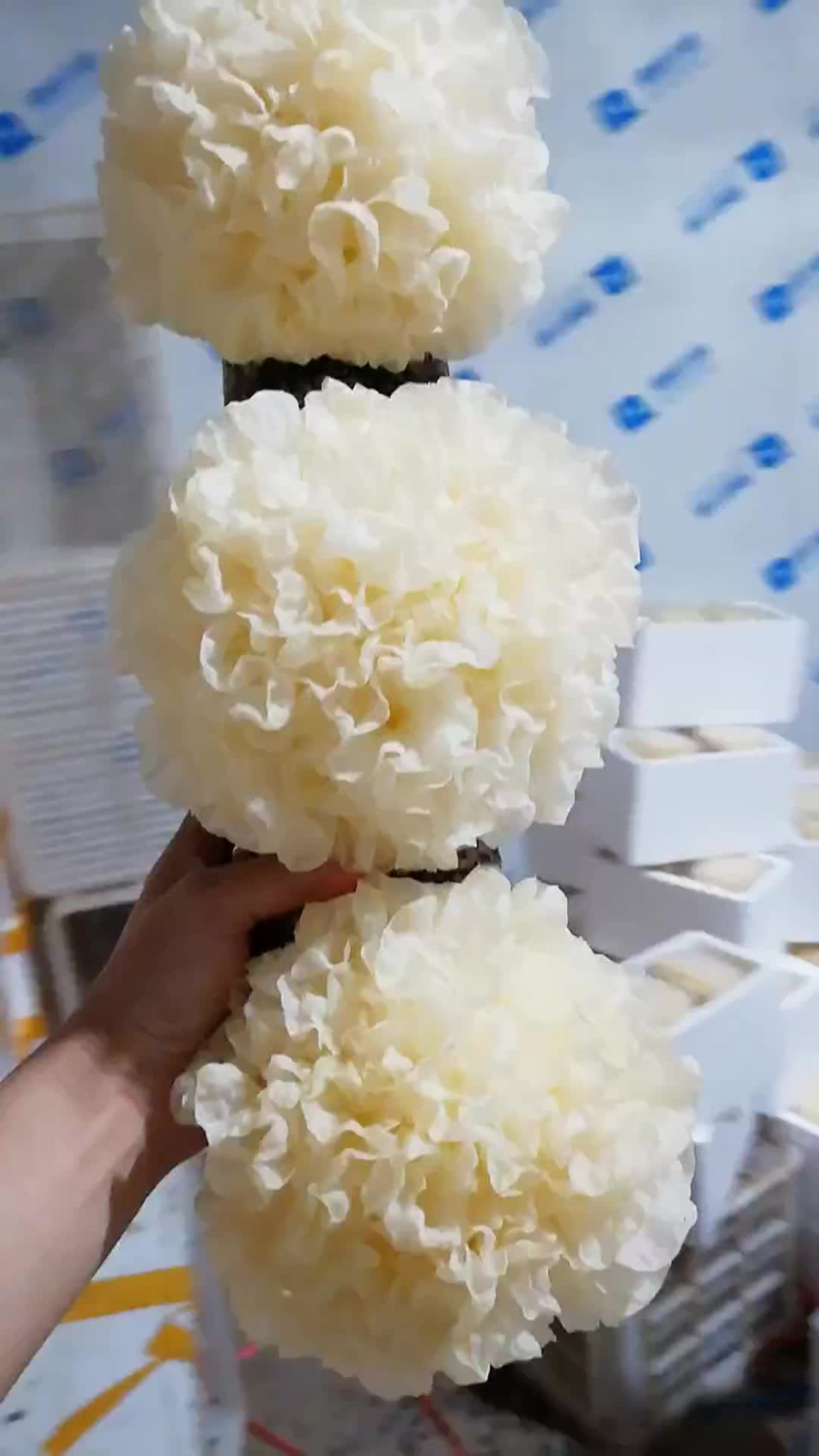 鲜银耳 雪耳 银耳 新鲜银耳一件代发6朵装 全国包邮