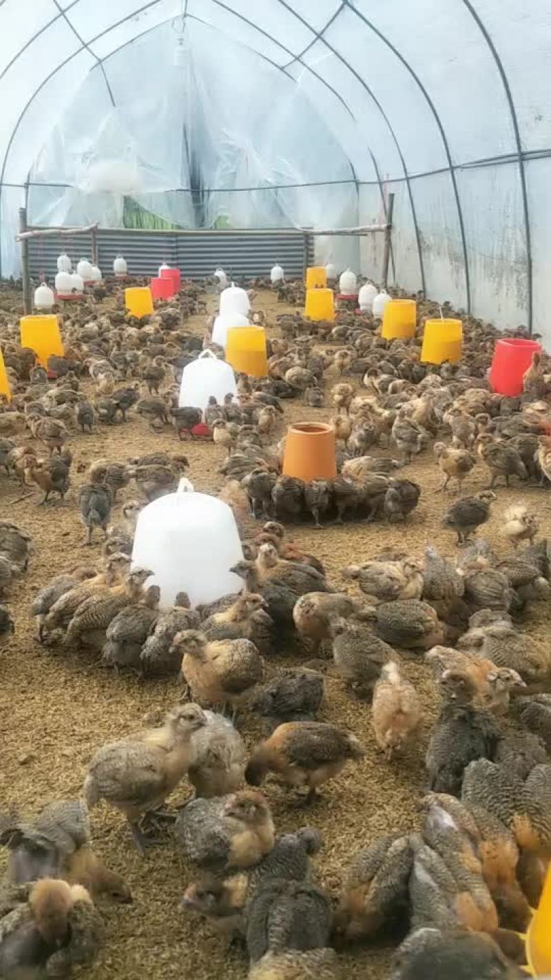 脱温鸡苗