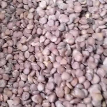 望江南望江南子中药材望江南羊角豆山绿豆新货望江南伸筋