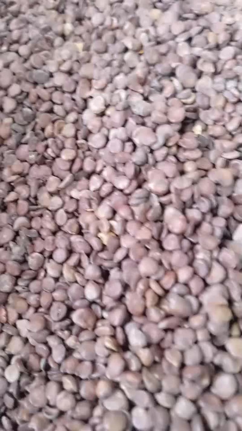 望江南望江南子中药材望江南羊角豆山绿豆新货望江南伸筋