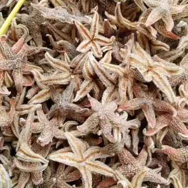 海星新货深海海星中药材大海星正品煲汤泡酒料滋补品海盘车海