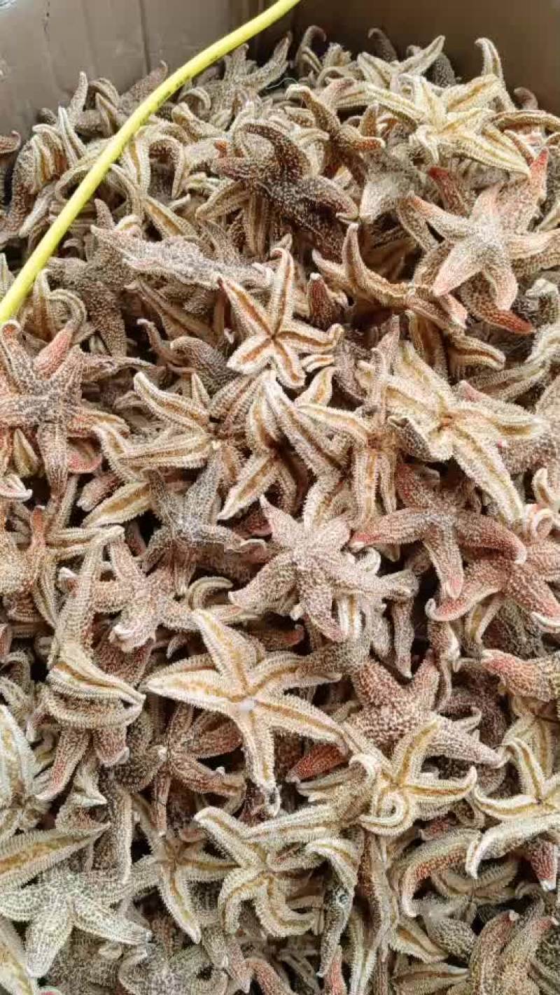 海星新货深海海星中药材大海星正品煲汤泡酒料滋补品海盘车海