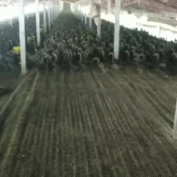 人工养殖野鸭
