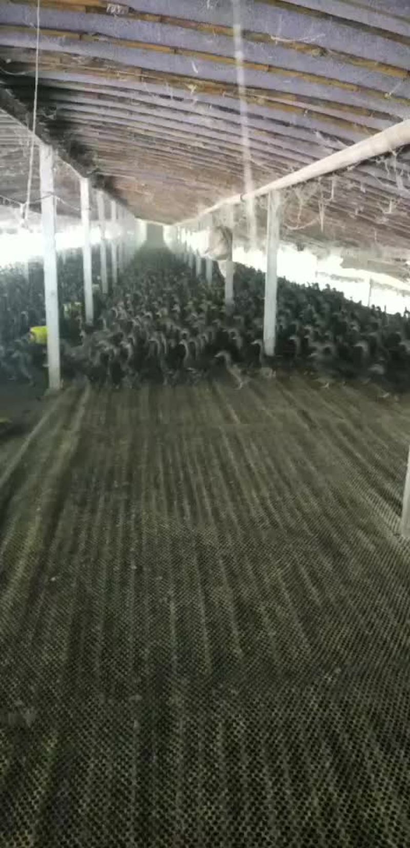 人工养殖野鸭