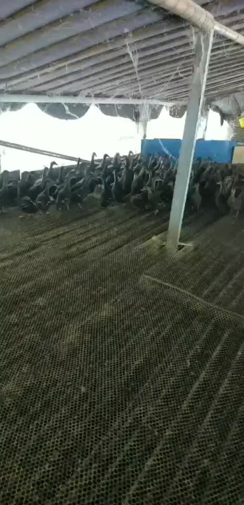 人工养殖野鸭