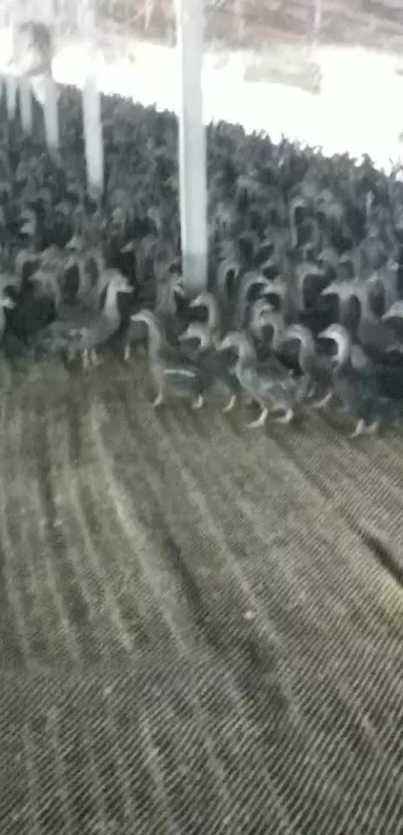 人工养殖野鸭