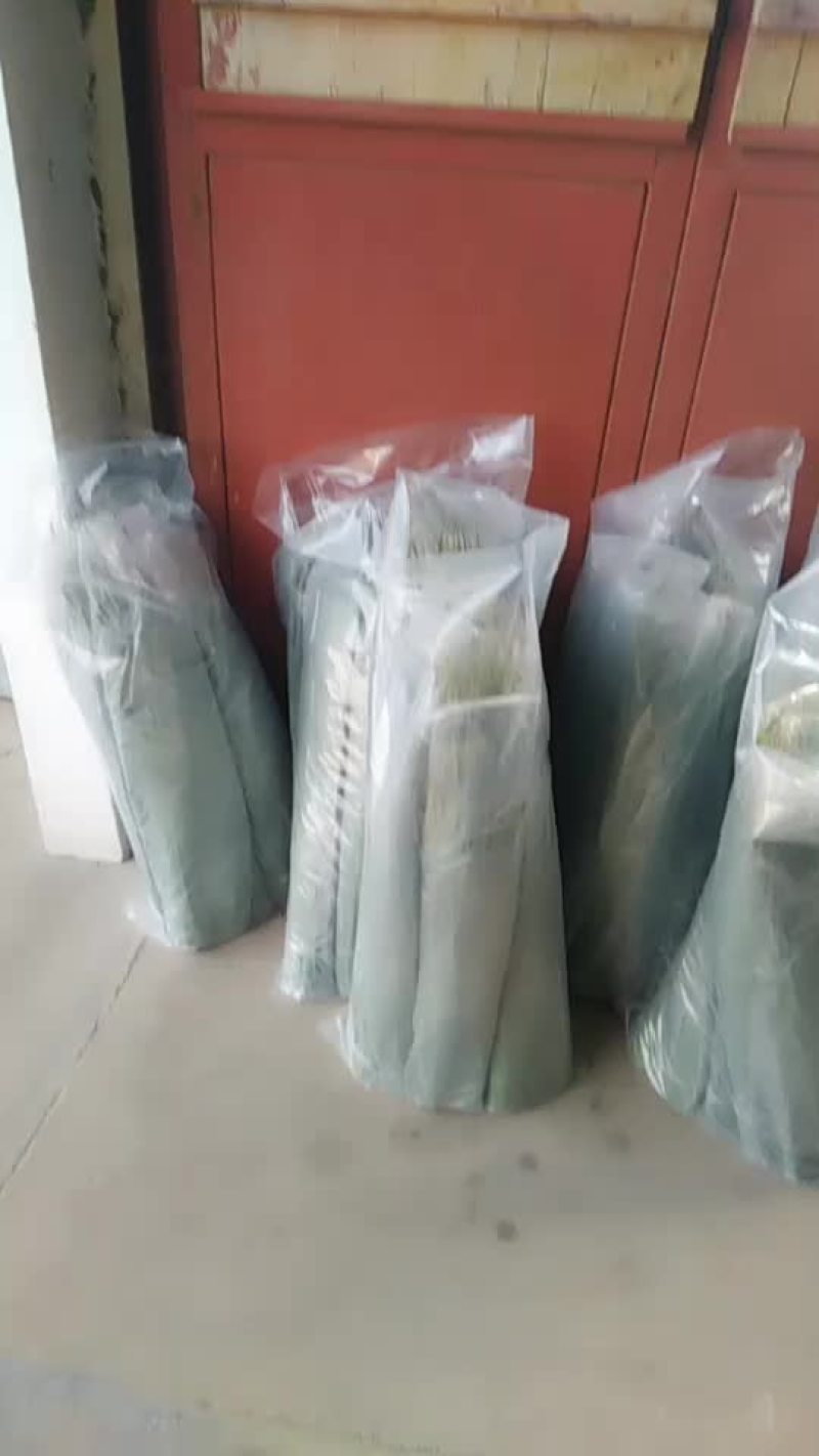 潮河湾粽叶