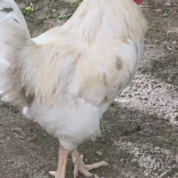 杨树林散养公鸡六个月粮食