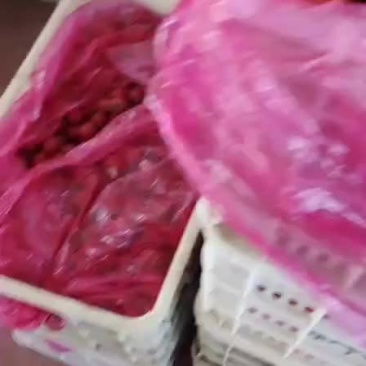 釜山88圣女果一如既往的超级甜
