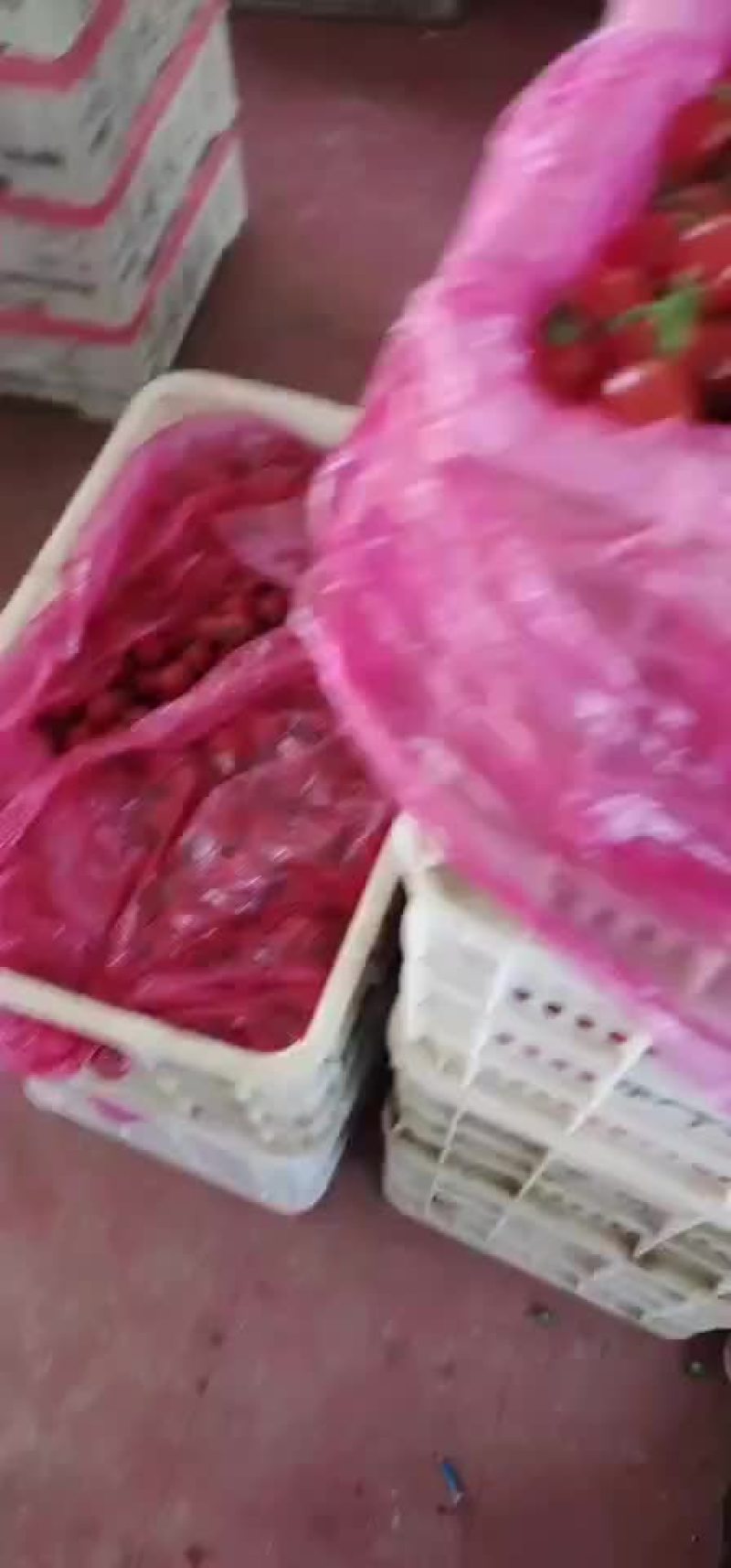 釜山88圣女果一如既往的超级甜