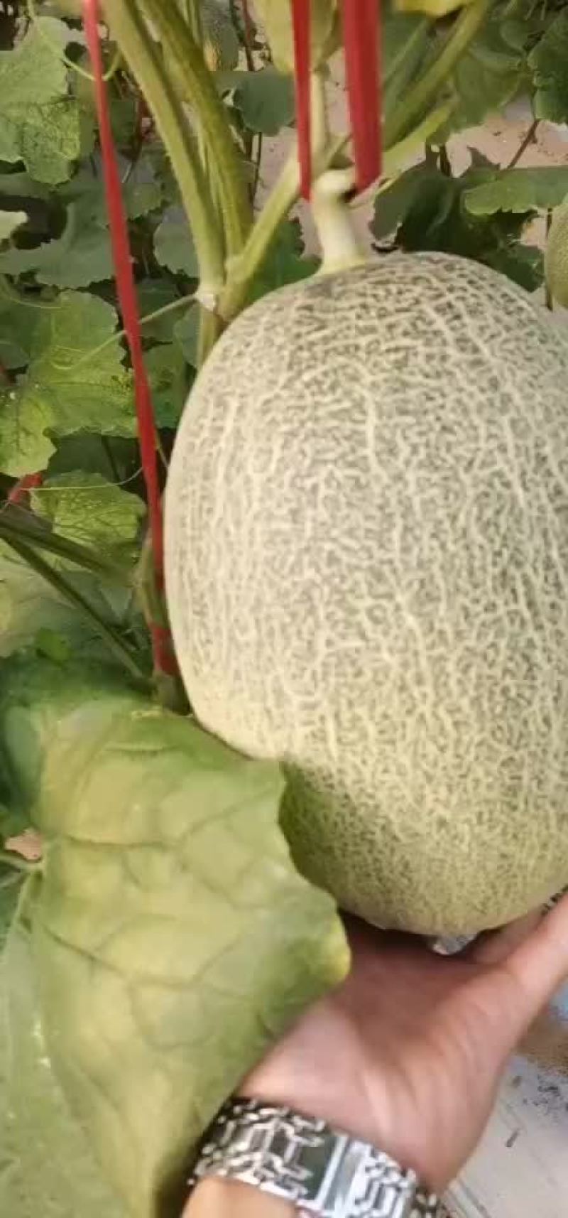 哈密瓜。。。。。。。。。。。。。。。