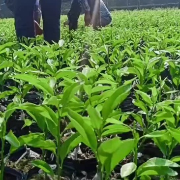 橘子苗