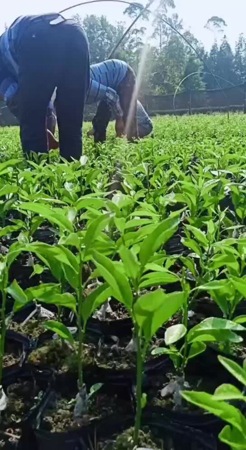 橘子苗