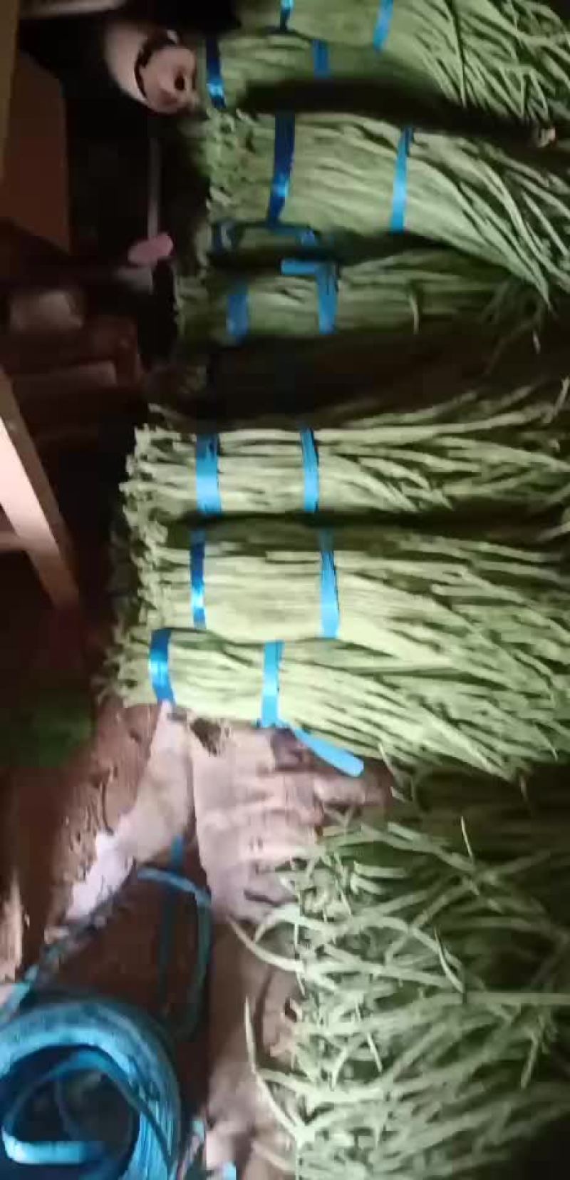 长豆角长60厘米以上