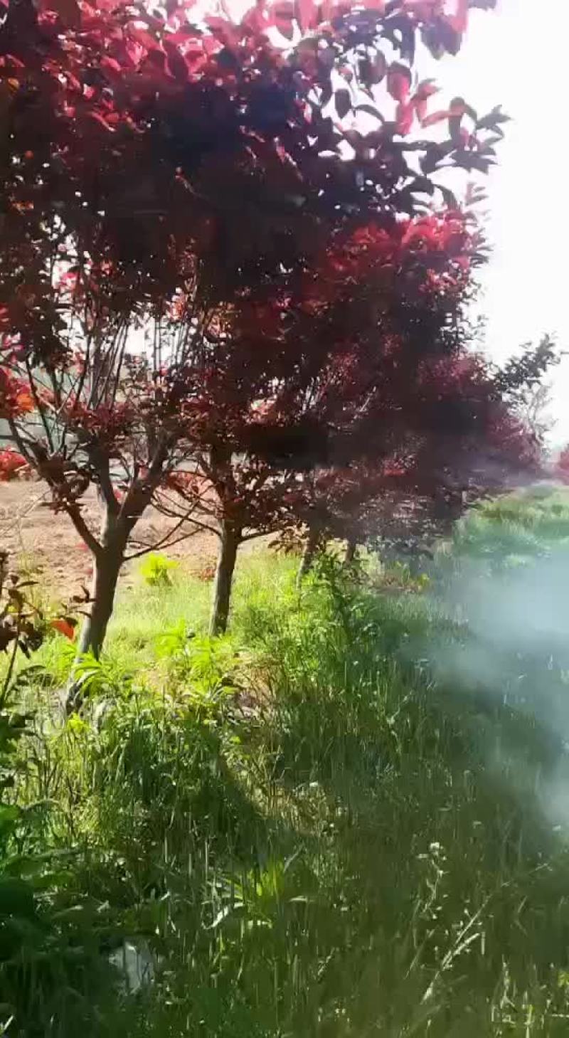 红叶李，地径量6～15公分，海量供应，需要时联系