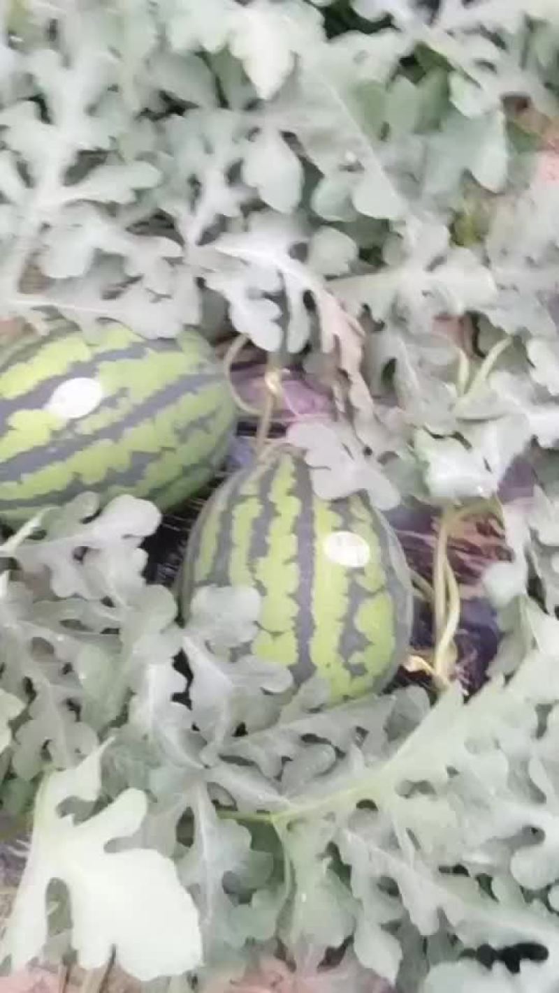甜王西瓜